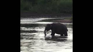 Baby tusker elephant  牙象の赤ちゃん  Elephant  Animaux  طفل الفيل  Tuskers  Save tuskers shorts [upl. by Eula]