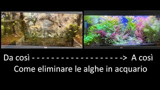 Come eliminare le alghe in acquario [upl. by Nylidnam]