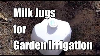 Repurposing Milk Jugs as Ollas  Water Irrigation in the Garden [upl. by Colfin720]