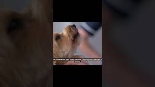 How does your pup entertain you  dog pets doglover funnydogs dogtraining jaw [upl. by Ileak]