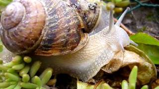 Escargot qui mange une feuille de salade [upl. by Ettenot]