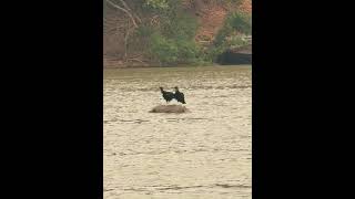 pantanal pantanaloficial pesca pescaria pescarianopantanal [upl. by Bearce]