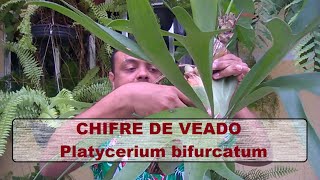 CHIFRE DE VEADO  Platycerium bifurcatum [upl. by Meunier397]