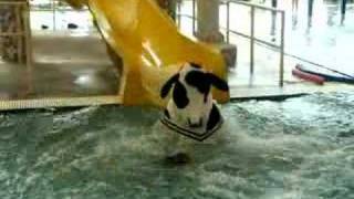 Cow on water slide video [upl. by Ventre622]