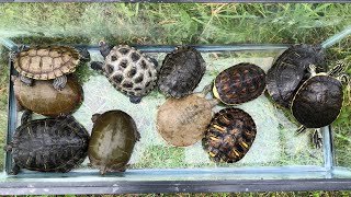 Releasing the Turtles in the Outdoor Pond [upl. by Sicard]