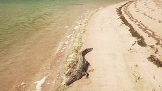 Crocodiles at Seisia Beach drone footage [upl. by Bunow]