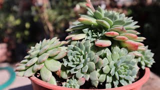 Cuidados de la Echeveria derosa [upl. by Linehan]