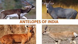 Antelopes of India 🇮🇳  Mammals  Indian Animals [upl. by Minoru]