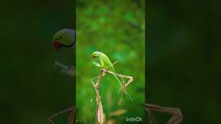 টিয়া পাখি🐦🐦🦜🦜🦜shortsMumbaivideoViralshortsfeed shorts [upl. by Thedric]