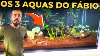 🔴OS TRÊS AQUÁRIOS DO FÁBIO Mr Betta [upl. by Bramwell]