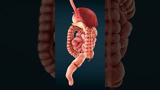 How Your Intestines Work  Animated Guide to Digestive System [upl. by Nohsal]