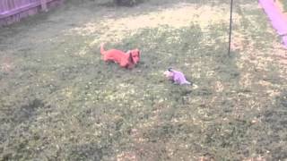 Dachshund vs opossum cute video [upl. by Bruns]