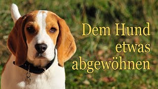 Hundetraining ⏩ Dem Hund Bellen Beissen Anspringen abgewöhnen 😀 [upl. by Simmonds]