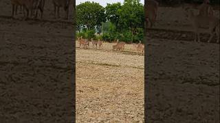 Nilgai video Hindi song [upl. by Bradstreet10]