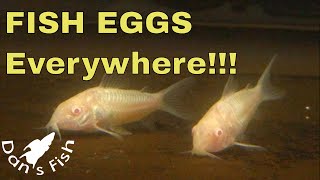 Albino Corydoras Breeding amp Raising [upl. by Noam]