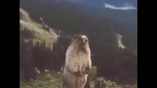 Орущий сурок  Орущий суслик  Marmot shouts [upl. by Cressida]