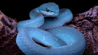 The Blue Viper Lesser Sunda Islands Pit Viper Indonesia Komodo National Park Indonesia Snakes [upl. by Sualk]