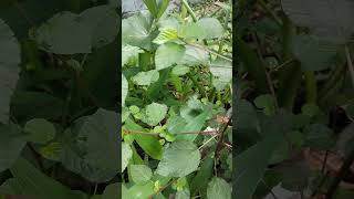 കൊടിത്തൂവ ചൊറിയണം കടിത്തുമ്പ Climbing nettle Tragia involucrataEuphorbiaceae [upl. by Aushoj]