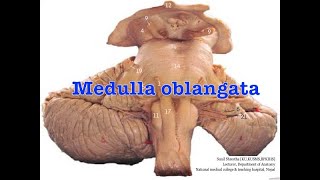 Medulla Oblongata Anatomy Shortcut Free Anatomy notes MBBS BDS [upl. by Nnylyam]