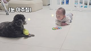 강아지와 아기가 눈 마주쳤을 때｜미소 지을 수 밖에 없는 일이 벌어져요ㅋㅋㅋ [upl. by Wallie]