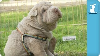 Wrinkly Shar Pei Puppy Gives Himself a Good Scratch  Puppy Love [upl. by Elletnuahc]