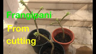 How to propagate frangipani [upl. by Yruama96]