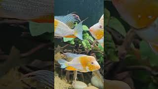 Beautiful Geophagus guianacara and Festivum cichlid planted tank from India [upl. by Ttimme253]