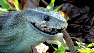 Black Mamba killing Rat 01  Snake Eats Rat [upl. by Bernhard]