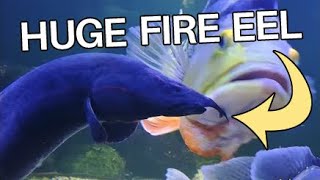 PUTTING HUGE FIRE EEL INTO TANK CLOSE UP [upl. by Enilec]