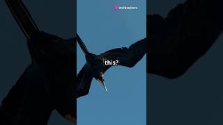 quotSky SleepersThe incredible Frigatebirds shortvideo facts birds explore knowledge [upl. by Erelia]