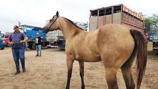 FEIRA DE CAVALOS EM CARUARUPE 07052024 nordeste [upl. by Orsay769]