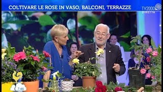 Curare e potare le rose i consigli di Carlo Pagani [upl. by Hoy644]