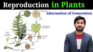 Reproduction in plants  Alternation of generation  life cycle of Pinus class 12 [upl. by Edora]