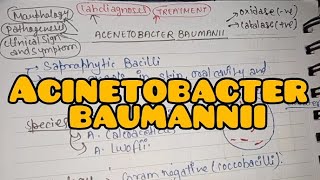 Acinetobacter Baumannii  Quick Revision  Bacteriology in Hindi [upl. by Odama]