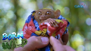 Born to be Wild Tarsier the world’s quotsecond smallest primatequot [upl. by Aymahs]