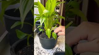 New growth propagation plants beautiful soillove soilpot garden propagation soiltypes farm [upl. by Lesli]