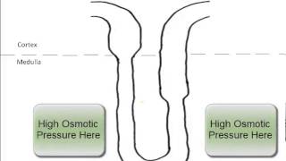 Urine Formation [upl. by Ahsienek]