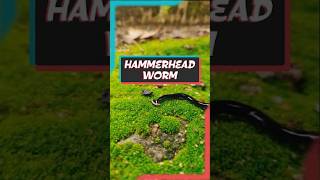 Nature’s Silent Predator  The Terrifying Truth About Hammerhead Worms shorts worm nature [upl. by Marthe520]