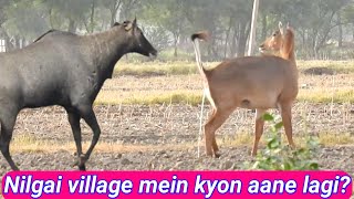 Why The Nilgai Come in the Village nilgaiinthevillage [upl. by Teiv102]