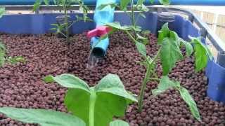 Aquaponics vs Hydroponics [upl. by Oderfodog]