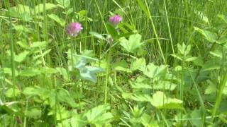 Exkursionen NRW 40  Trifolium pratense WiesenKlee [upl. by Ulrikaumeko]