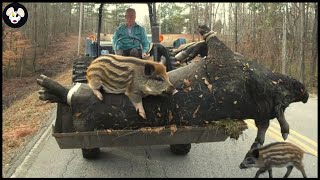 How Farmers And Hunters Hunt Giant Wild Boar  The Largest Wild Boar [upl. by Georgi]