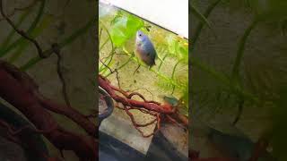 Gourami breeding 🤯💥 setup gouramifish breeding youtubeshorts aquarium poud shorts ytshorts [upl. by Eronaele837]