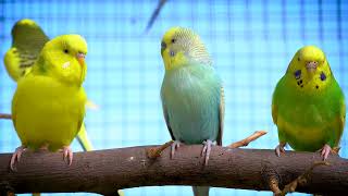 Sound Therapy Budgie Sounds in spring beautiful sunny day [upl. by Haraj]