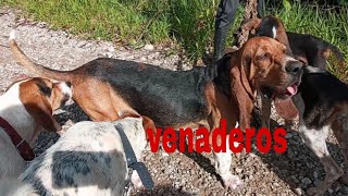 En busca del Venado Perros de cacería perros venaderos HUNTING DOGS [upl. by Cornelle131]