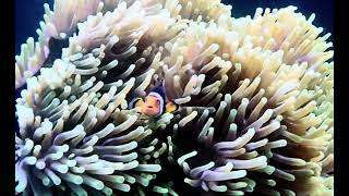 Onyx Clownfish in Magnifica Anemone at Pacific East Aquaculture [upl. by Raychel568]