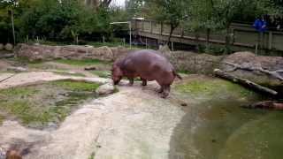 Toronto Zoo Hippo  going poop [upl. by Ynar]