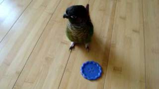 Green Cheeked Conure Tantrum [upl. by Tsui]