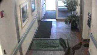 Moose checks in to Alaska Regional Hospital [upl. by Lottie]