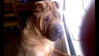 Shar pei Dog Looking out for a Cat [upl. by Anaitsirhc383]